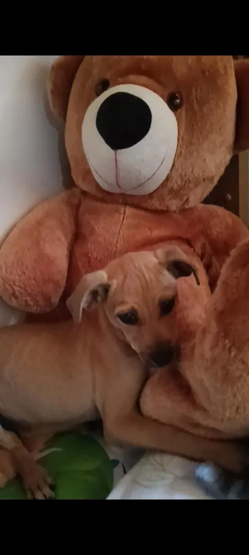 Cachorro raça SRD-ViraLata idade 2 a 6 meses nome Polenta 