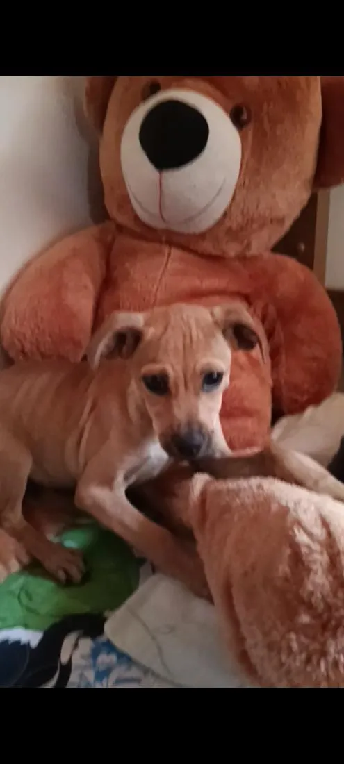 Cachorro raça SRD-ViraLata idade 2 a 6 meses nome Polenta 