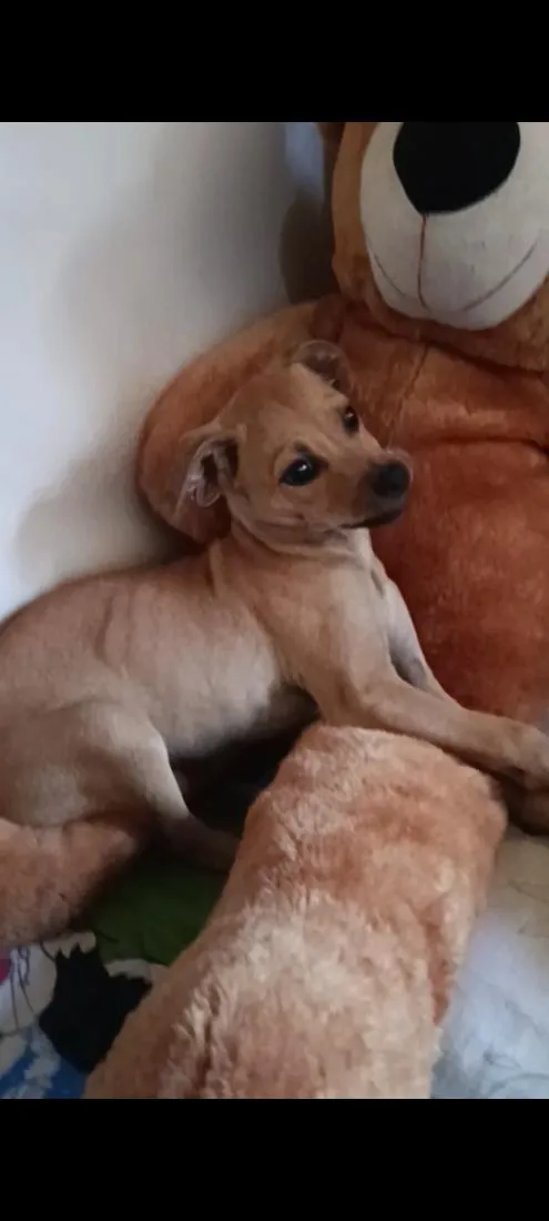 Cachorro raça SRD-ViraLata idade 2 a 6 meses nome Polenta 