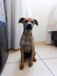 Polenta 