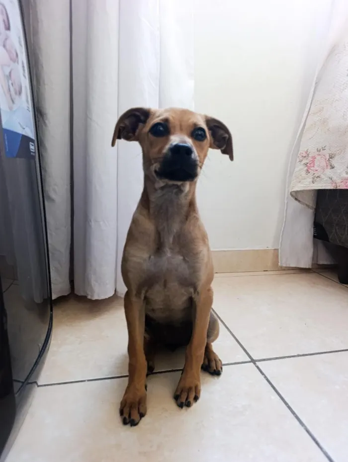 Cachorro raça SRD-ViraLata idade 2 a 6 meses nome Polenta 