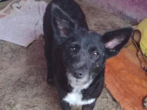 Cachorro raça SRD-ViraLata idade 1 ano nome Jade