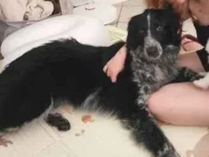 Cachorro raça SRD-ViraLata idade 1 ano nome Cookie
