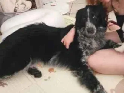 Cachorro raça SRD-ViraLata idade 1 ano nome Cookie
