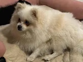 Cachorro raça Lhasa Apso idade 1 ano nome Brule