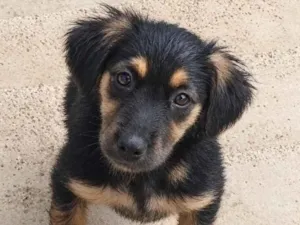 Cachorro raça SRD-ViraLata idade 2 a 6 meses nome Belinha