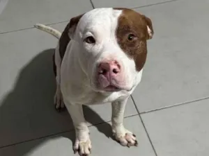 Cachorro raça Pit-Bull idade 3 anos nome FRED