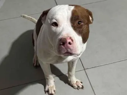 Cachorro raça Pit-Bull idade 3 anos nome FRED