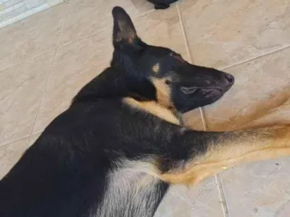 Cachorro raça Pastor Alemão idade 7 a 11 meses nome Apolo