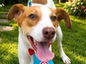 Cachorro raça SRD-ViraLata idade 2 anos nome KAILAN
