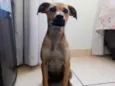 Polenta 