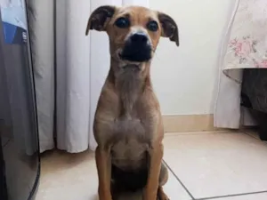 Cachorro raça SRD-ViraLata idade 2 a 6 meses nome Polenta 
