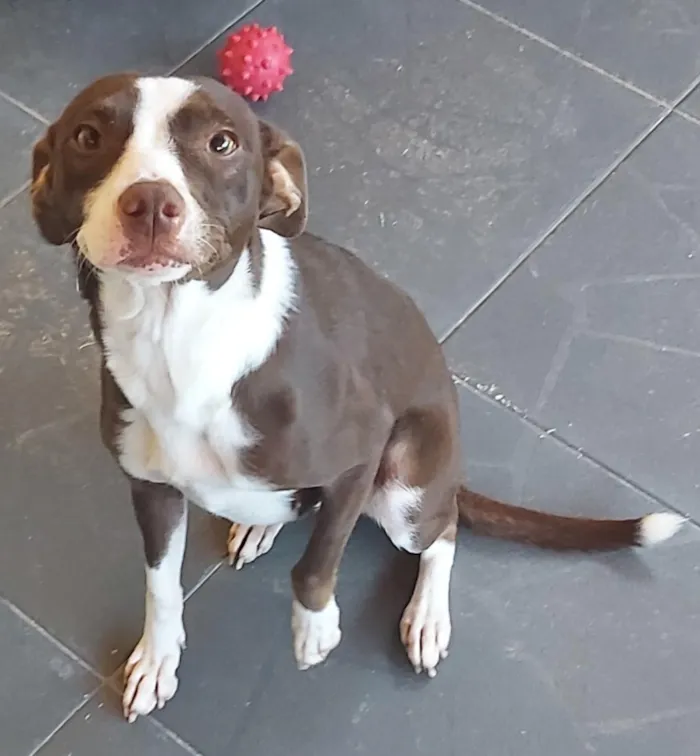 Cachorro raça SRD-ViraLata idade 1 ano nome Zara