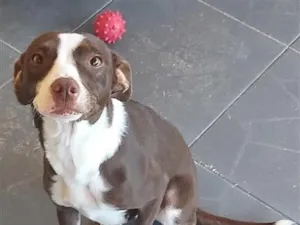 Cachorro raça SRD-ViraLata idade 1 ano nome Zara