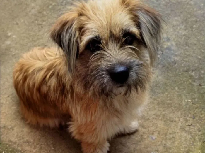 Cachorro raça SRD-ViraLata idade 3 anos nome Sansão 
