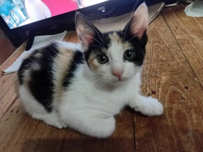 Gato raça SRD-ViraLata idade 2 a 6 meses nome colorida