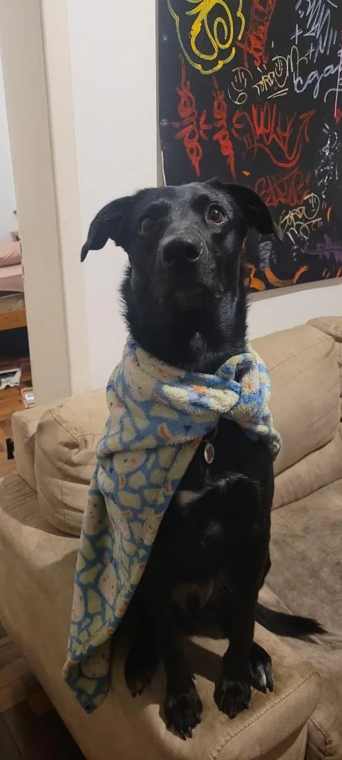Cachorro raça SRD-ViraLata idade 2 anos nome Baby