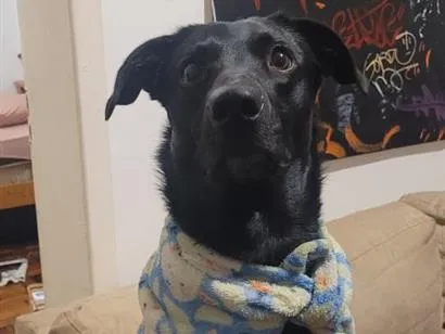 Cachorro raça SRD-ViraLata idade 2 anos nome Baby