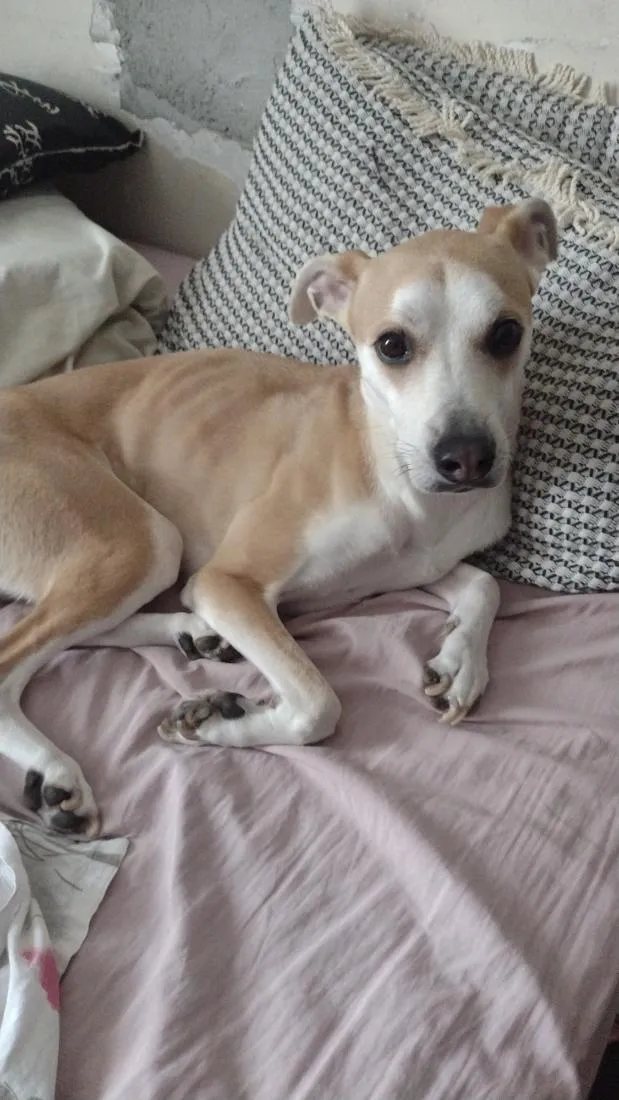 Cachorro raça SRD-ViraLata idade 2 anos nome Bella