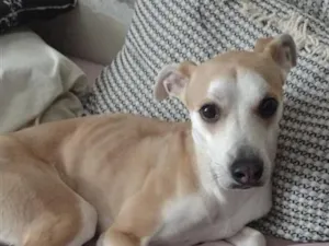 Cachorro raça SRD-ViraLata idade 2 anos nome Bella