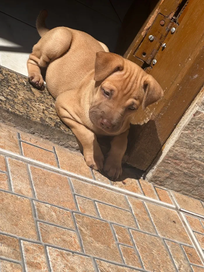 Cachorro raça SRD-ViraLata idade Abaixo de 2 meses nome Pandora 