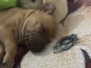 Cachorro raça SRD-ViraLata idade Abaixo de 2 meses nome Pandora 
