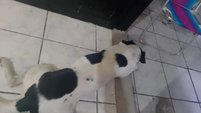 Cachorro raça SRD-ViraLata idade 6 ou mais anos nome guinho