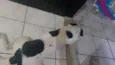 guinho