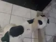 guinho