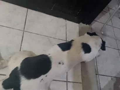 Cachorro raça SRD-ViraLata idade 6 ou mais anos nome guinho