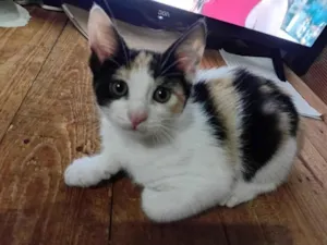 Gato raça SRD-ViraLata idade 2 a 6 meses nome colorida