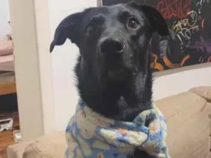 Cachorro raça SRD-ViraLata idade 2 anos nome Baby