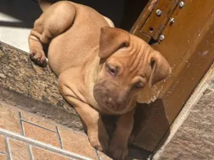 Cachorro raça SRD-ViraLata idade Abaixo de 2 meses nome Pandora 