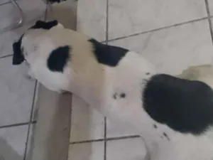 Cachorro raça SRD-ViraLata idade 6 ou mais anos nome guinho