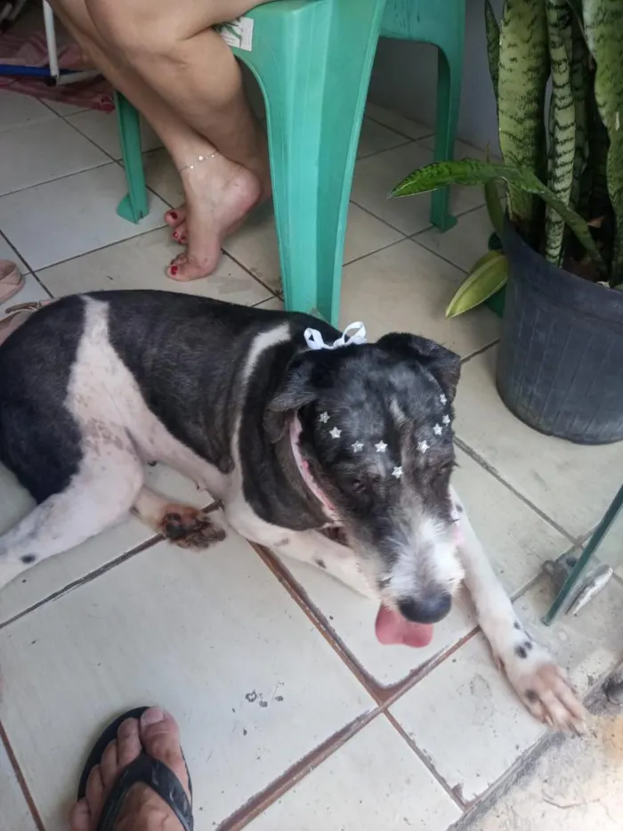 Cachorro raça Maltês idade 4 anos nome Fibe