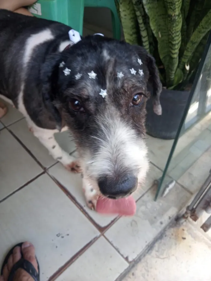 Cachorro raça Maltês idade 4 anos nome Fibe