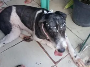Cachorro raça Maltês idade 4 anos nome Fibe