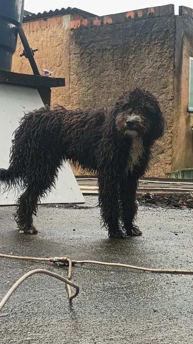 Cachorro raça SRD-ViraLata idade 2 a 6 meses nome Amora