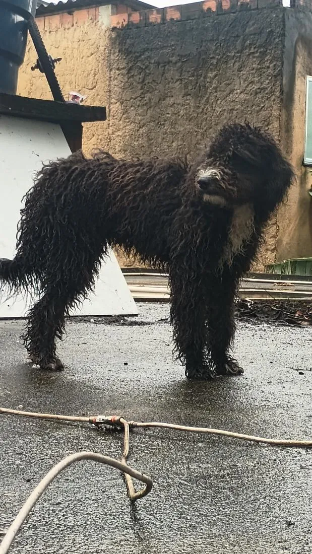 Cachorro raça SRD-ViraLata idade 2 a 6 meses nome Amora