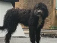 Amora