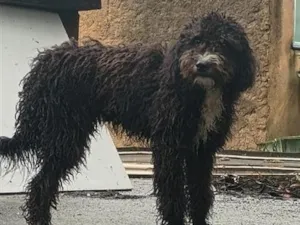 Cachorro raça SRD-ViraLata idade 2 a 6 meses nome Amora