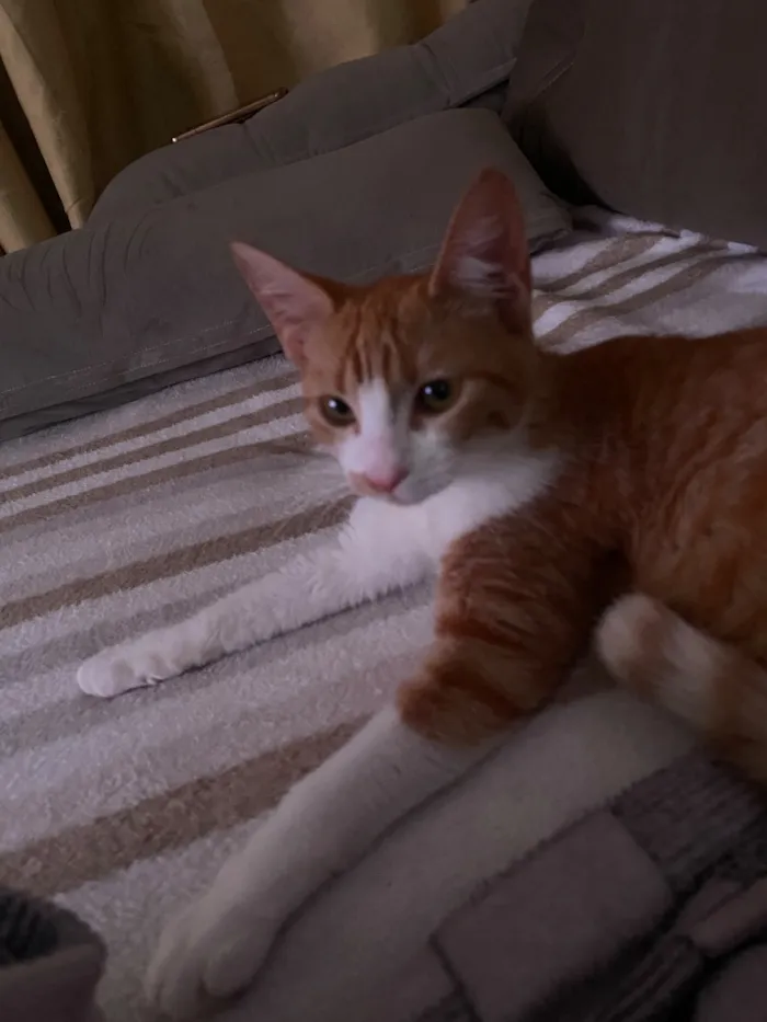 Gato raça SRD-ViraLata idade 2 a 6 meses nome Diana