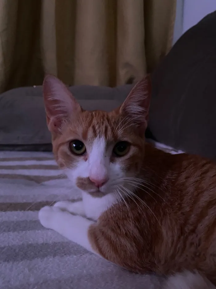 Gato raça SRD-ViraLata idade 2 a 6 meses nome Diana