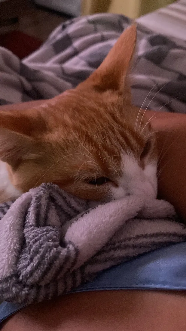 Gato raça SRD-ViraLata idade 2 a 6 meses nome Diana