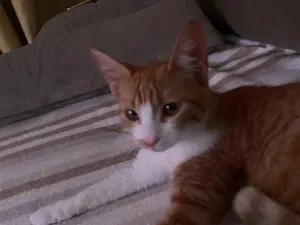 Gato raça SRD-ViraLata idade 2 a 6 meses nome Diana