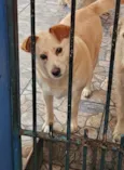 Branquinha