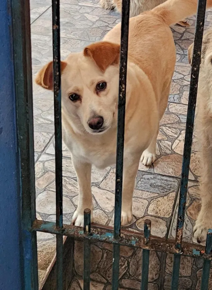 Cachorro raça SRD-ViraLata idade 3 anos nome Branquinha