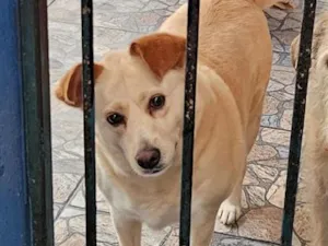 Cachorro raça SRD-ViraLata idade 3 anos nome Branquinha