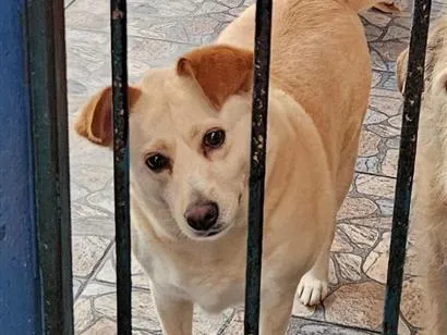 Cachorro raça SRD-ViraLata idade 3 anos nome Branquinha