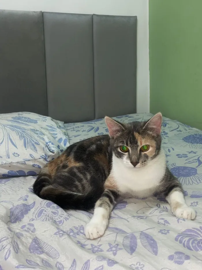 Gato raça SRD-ViraLata idade 1 ano nome Maya
